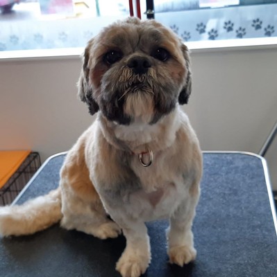1 collar and tie dog groomers 1