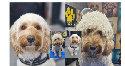1 furreal pawsitive vibes 1