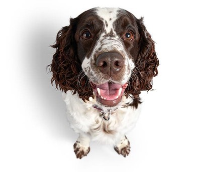 1 sheldon veterinary centre 1