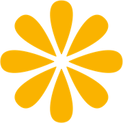 2 daffodillys florist 1