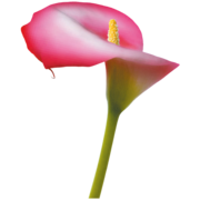 2 flower cellar 1