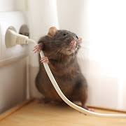 5 ridit pest control 1